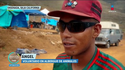 Conflicto por la posesión de un predio deja 19 perros muertos en Ensenada