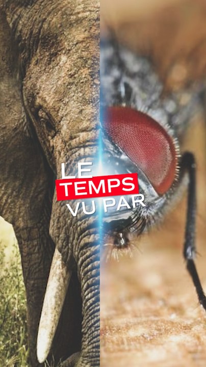 Voir le monde comme une mouche ou un éléphant ?