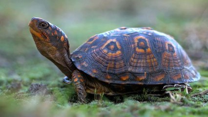 Misteri Kura-kura Hewan Lambat yang Penuh Keajaiban