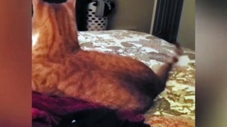New Funny Animal Videos 2023  - Funniest Cats And Dogs Video trending viral videos...Funny Funny