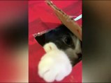 Funny animals - Funny cats and dogs -Funny animals videos trending Funny cats videos…