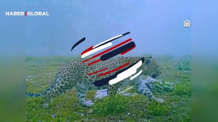 Türkiye'de nesli tükendiği düşünülen Anadolu Parsı, fotokapanla görüntülendi