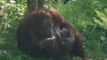 Nace un orangután de Borneo en un zoo de Reino Unido