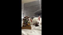Frenchie Falls Asleep By Listening The Music Box
