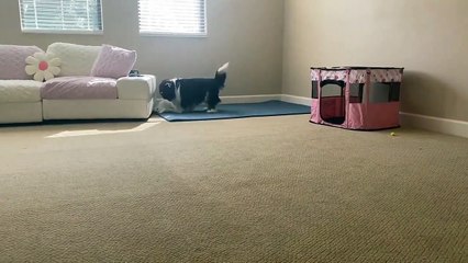 Cutest Ragdoll Kitten Playing With Cavalier Doggy
