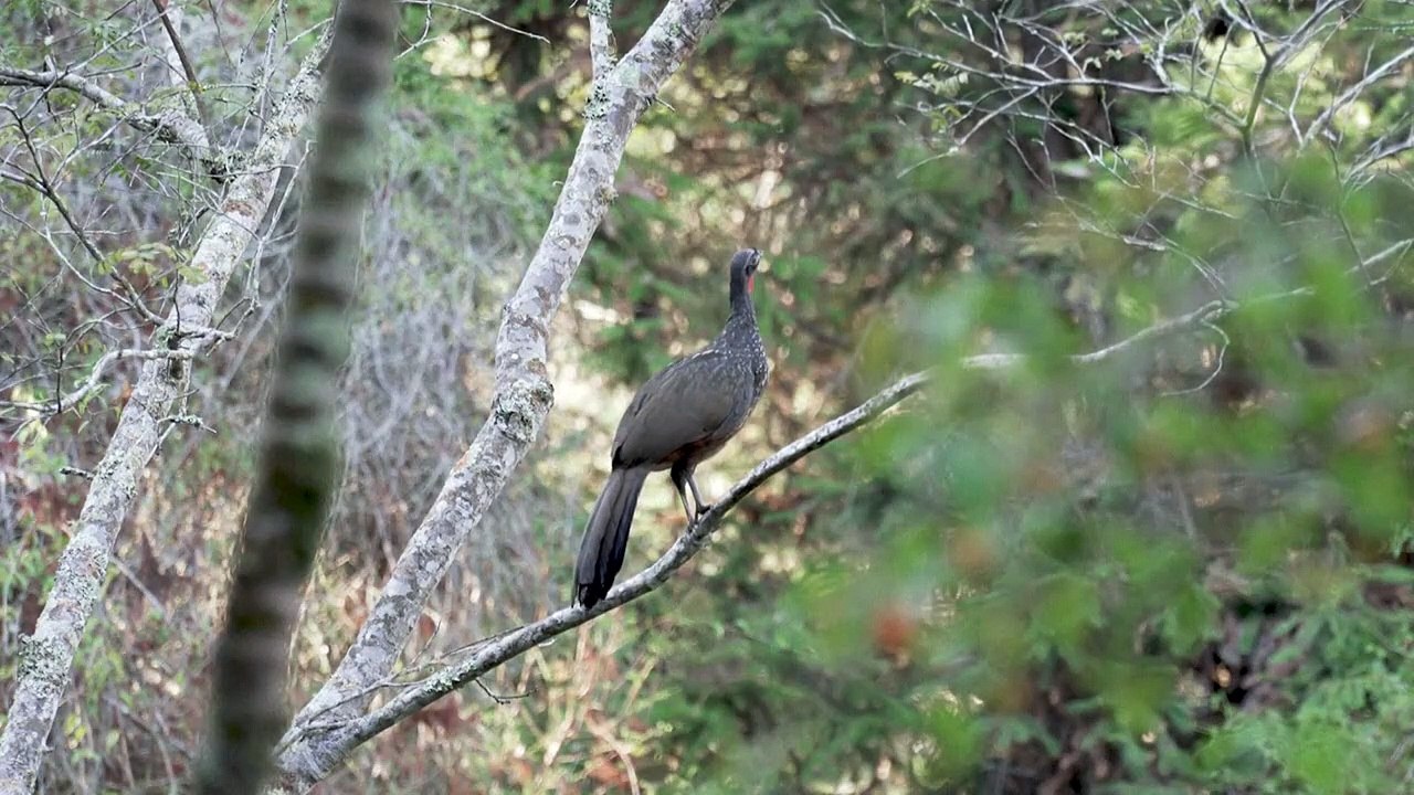 El lujoso café brasileño extraído de los excrementos de un pájaro