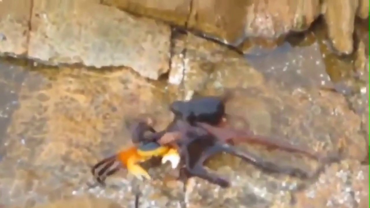 10 Insane Octopus Facts