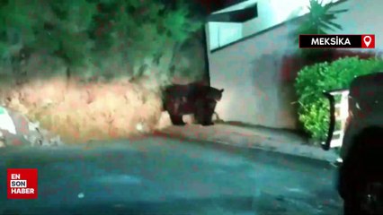 Meksika’da şehre inen devasa ayı korkuya neden oldu