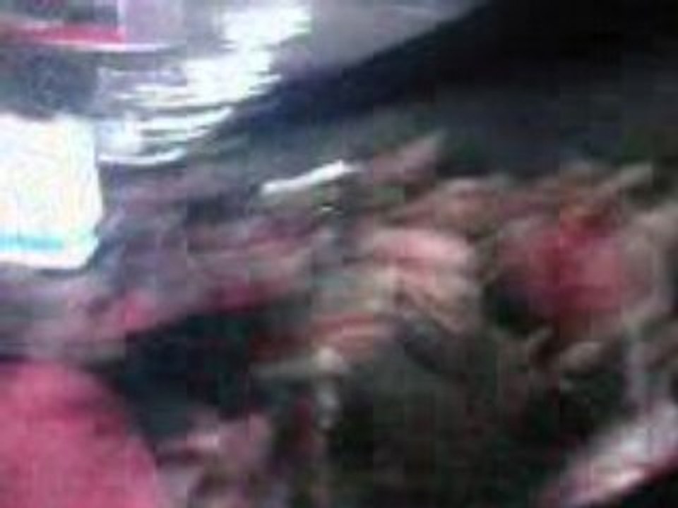 ALGERIE TUNISIE SUPORTERS (1)