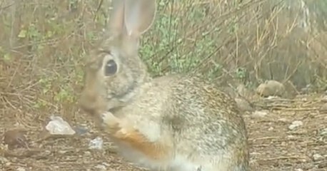Una cámara trampa fue puesta en medio de un bosque y capturó fascinantes criaturas