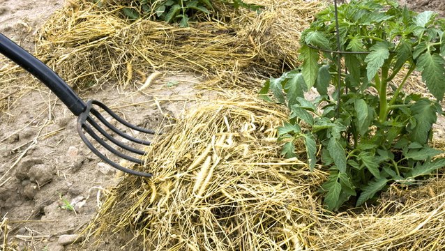 8 Essential Tips for Mulching with Straw in Your Vegetable Garden