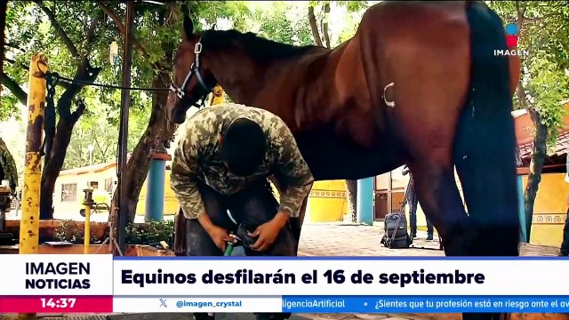 Así preparan a los caballos del Centro Ecuestre de Alto Rendimiento para el desfile militar