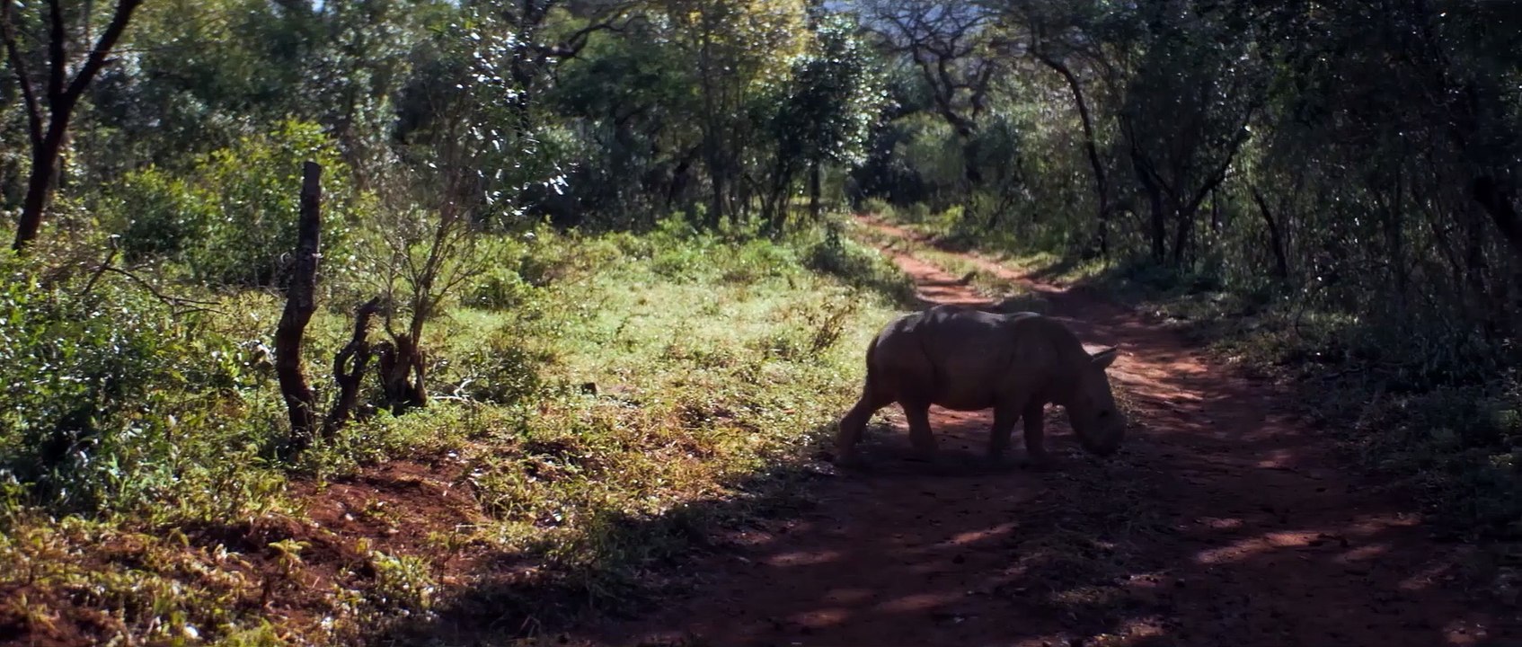 THABO DAS NASHORN-ABENTEUER Film