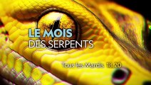 Affrontement entre un cobra du Cap et une mangouste jaune   LE MOIS DES SERPENTS