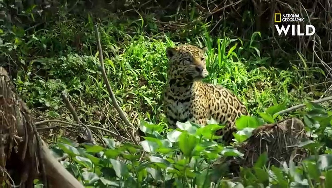 Ce jaguar chasse des caïmans
