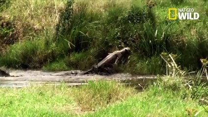 Ce guépard se fait piéger par un crocodile