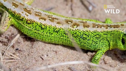 Ce lézard avale des bourdons vivants