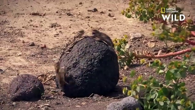 Ce petit reptile a un moyen très viril d'attirer les femelles