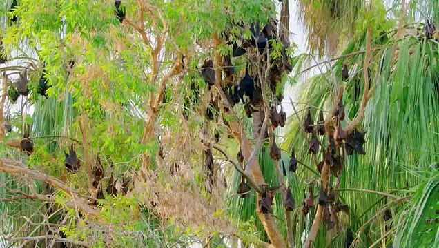 Ces chauves-souris doivent plonger dans une eau infestée de crocodiles