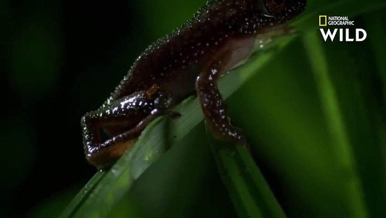 Ce serpent mange d'autres serpents