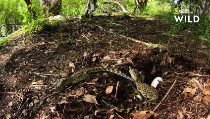 Ces petits crocodiles sortent tout juste de leur œuf