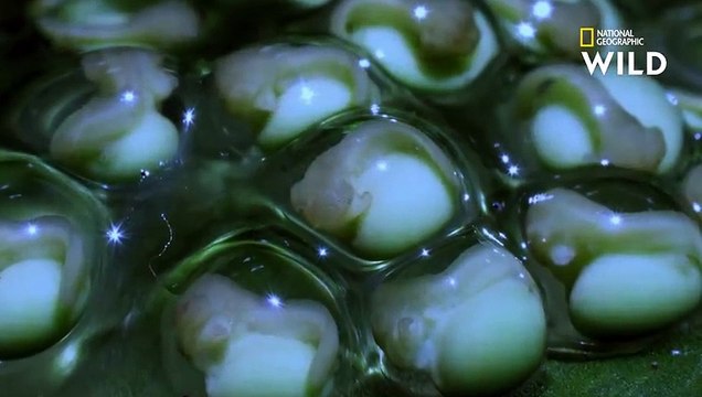 Ces serpents sont des mangeurs d’œufs