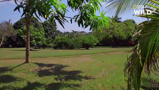 Cet iguane n'a qu'à hocher la tête pour séduire des femelles