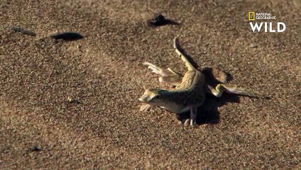 Cette vipère des sables attaque et mange un lézard