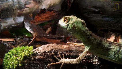Courir sur l'eau n'est pas un problème pour le basilic vert