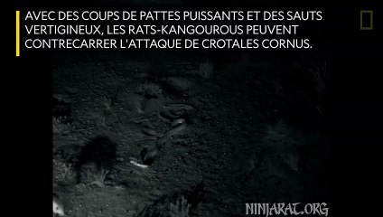 Comment les rats-kangourous échappent aux attaques de crotales