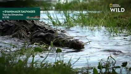 Crocodile marin et crocodile américain  quelles différences