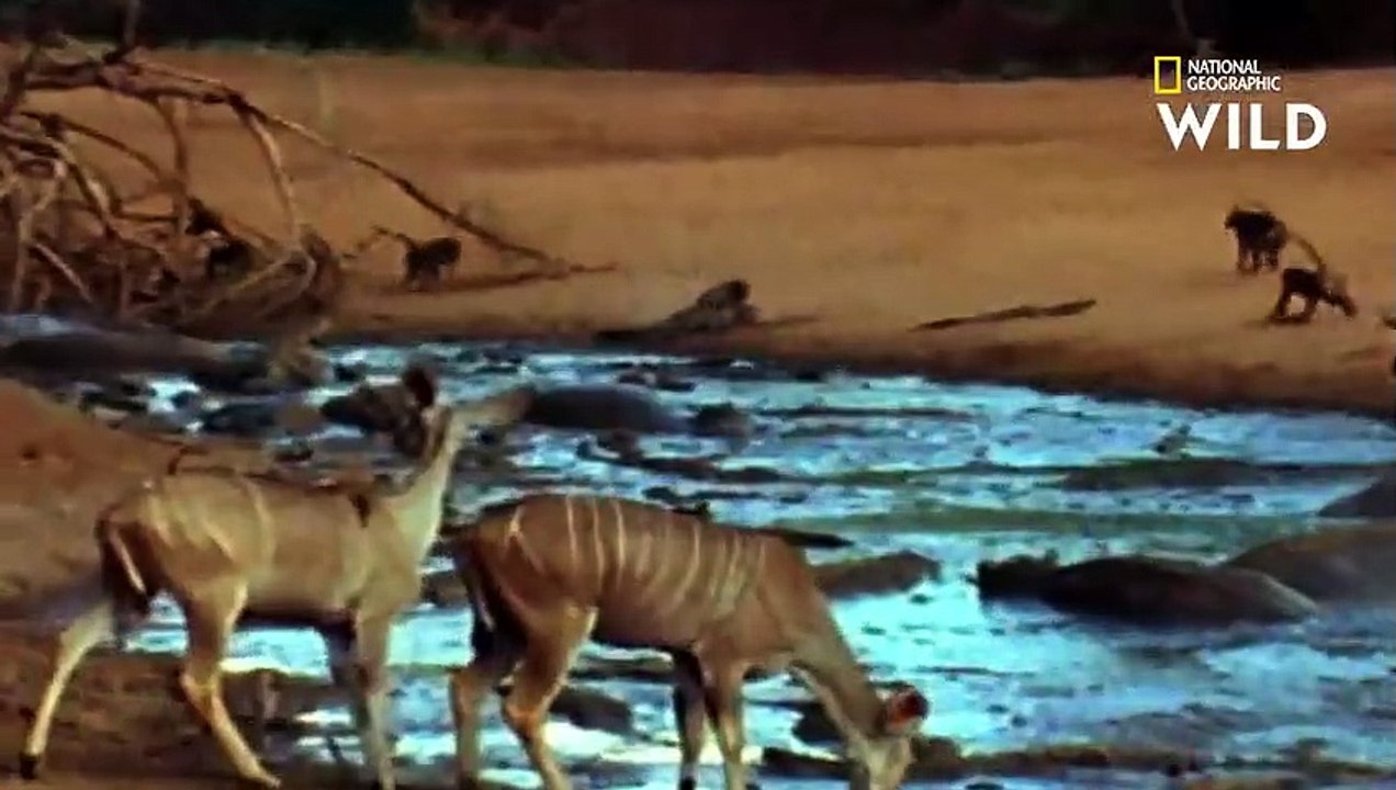Des babouins affrontent un crocodile