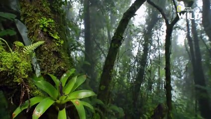 Fascinants lézards du Guatemala