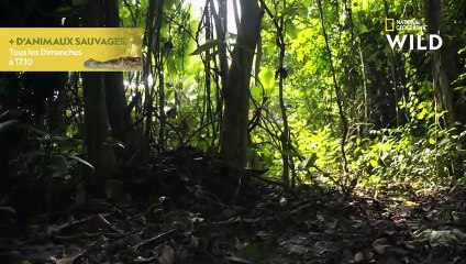 Images inédites d'un crocodile nain construisant son nid