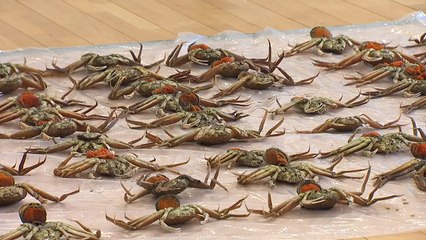 포획 금지된 암컷 대게 잡은 선장과 유통업자 구속 / YTN