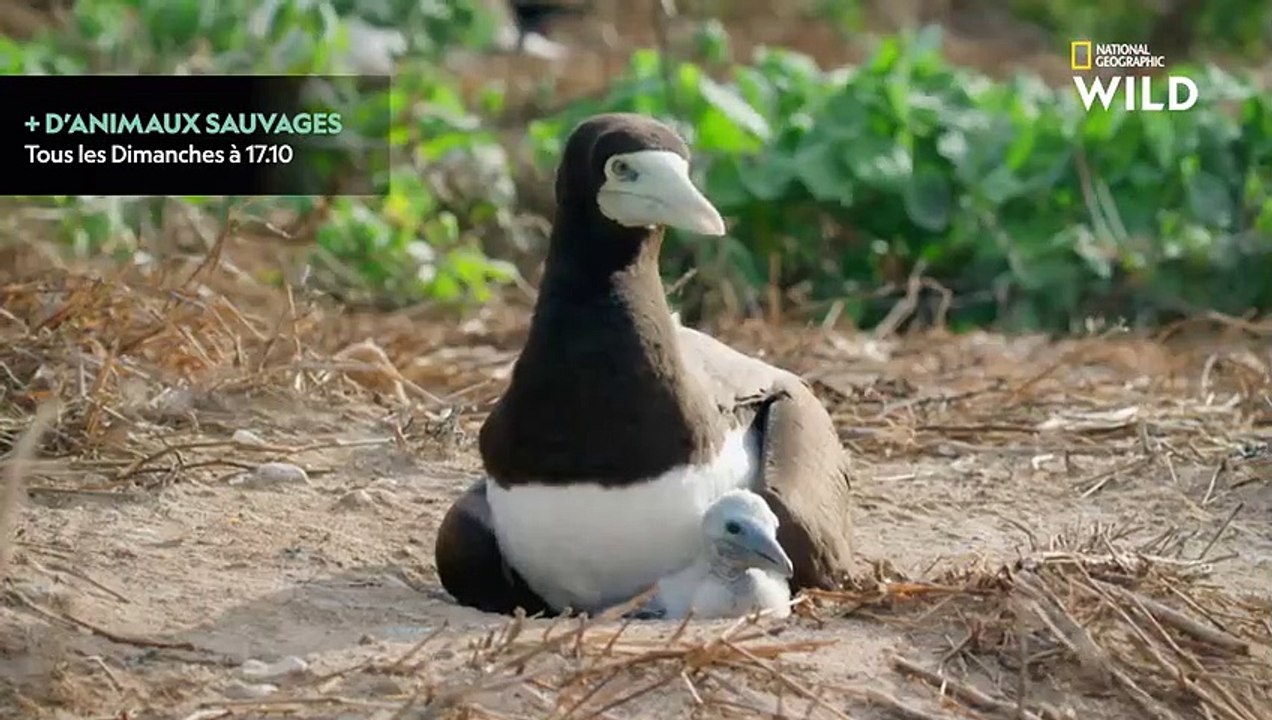 La plus grande colonie de tortues vertes vit sur une île faite d'excréments et de débris