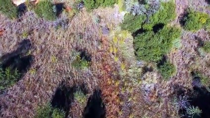 La mue d'une vipère heurtante en images