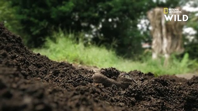 La fascinante éclosion des œufs de crocodile américains