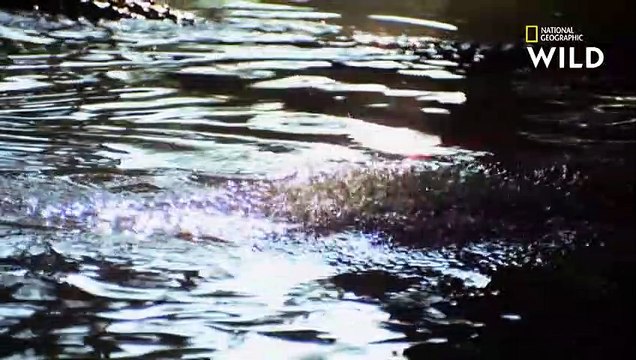 La reproduction chez les crocodiles la loi du plus fort PLANÈTE REPTILES