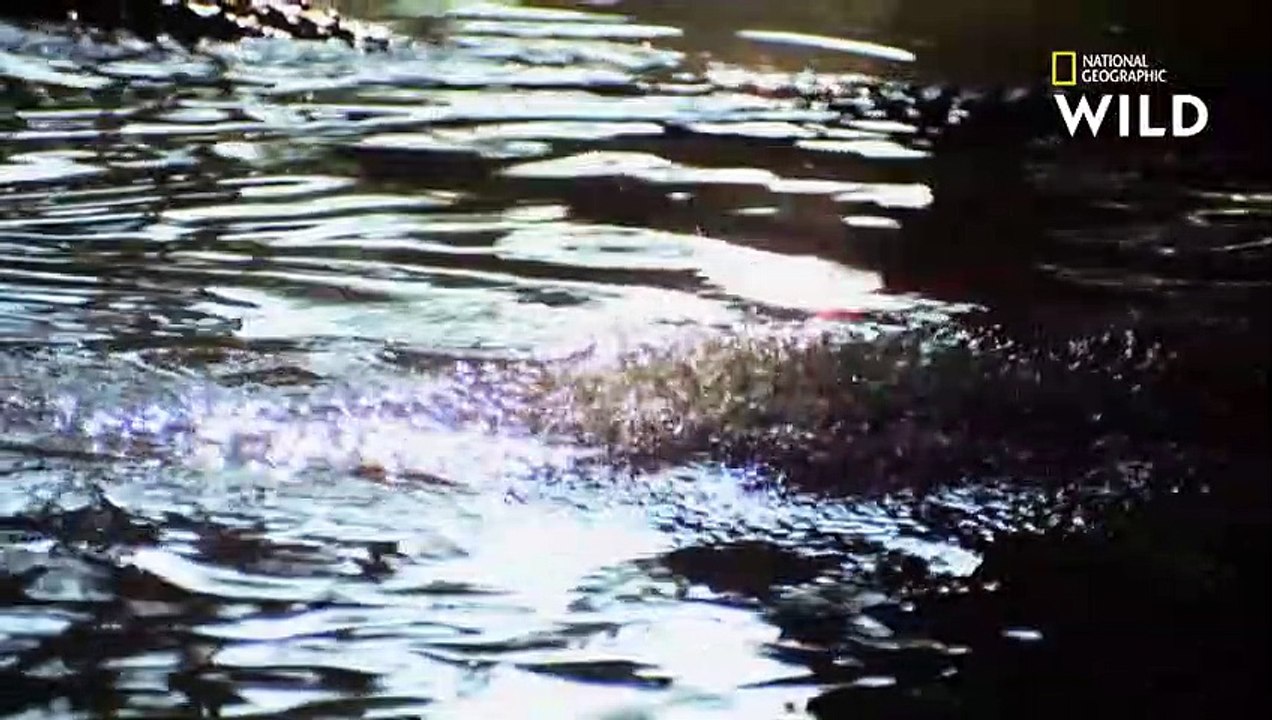 La reproduction chez les crocodiles  la loi du plus fort   PLANÈTE REPTILES