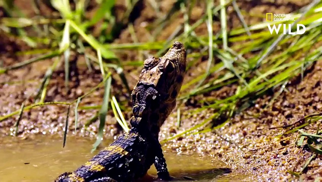 La technique redoutable du crocodile pour attraper les poissons-chats