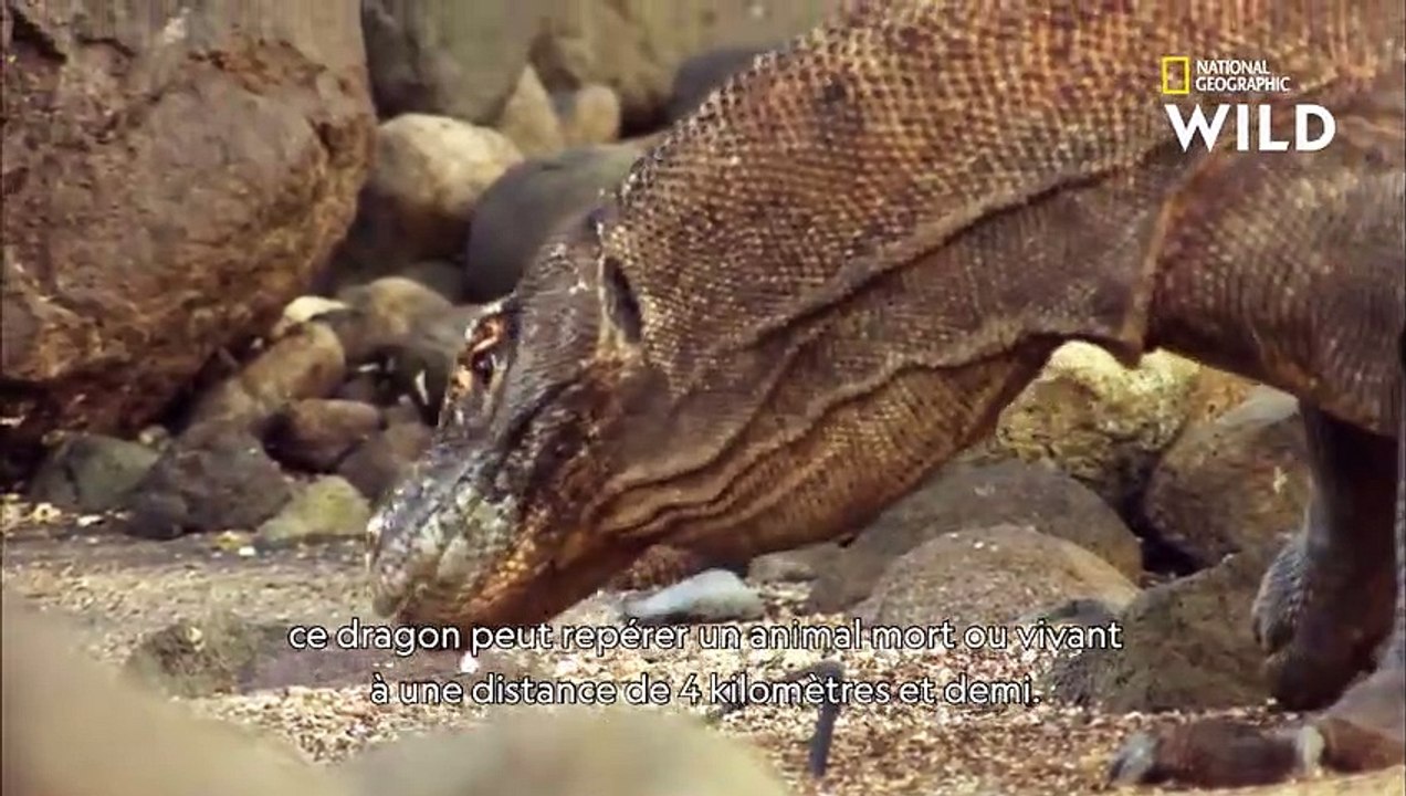 La vie du dragon de Komodo, lutte permanente pour la suprématie