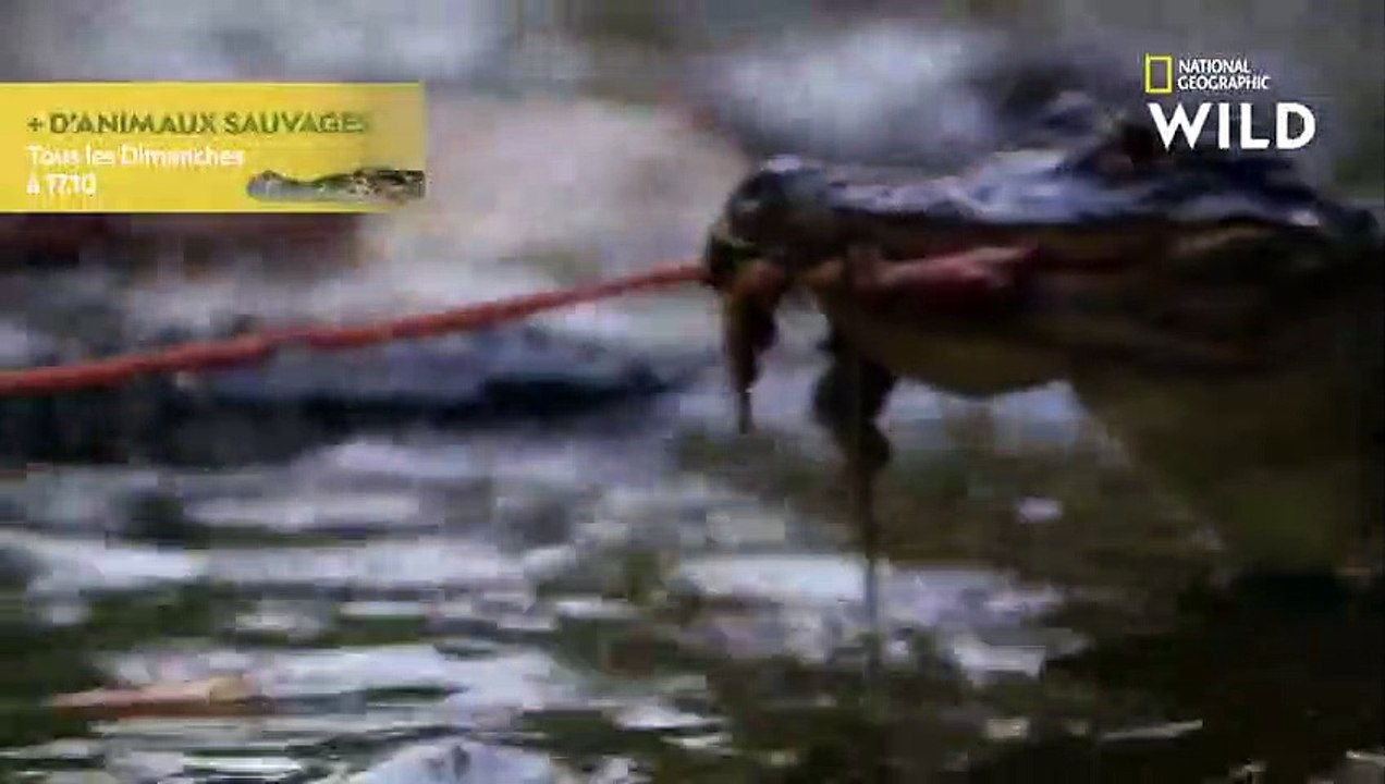 L'alligator d'Amérique, redoutable machine à tuer