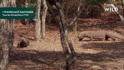 L'accouplement chez le dragon de Komodo
