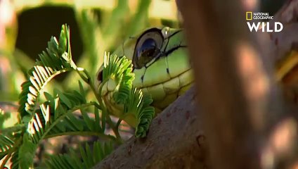 L'art de l'imitation par un serpent liane africain