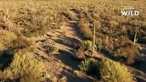 Le cactus bicentenaire de saguaro