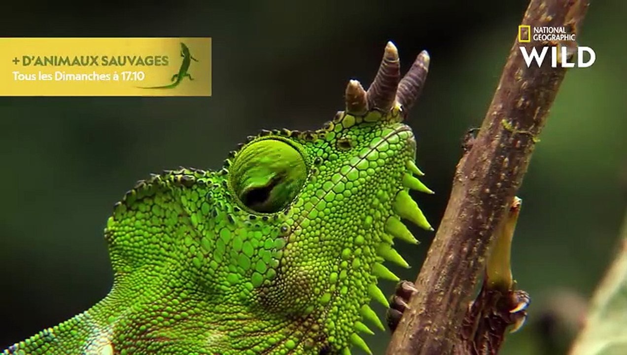 Le caméléon, maître incontesté du camouflage
