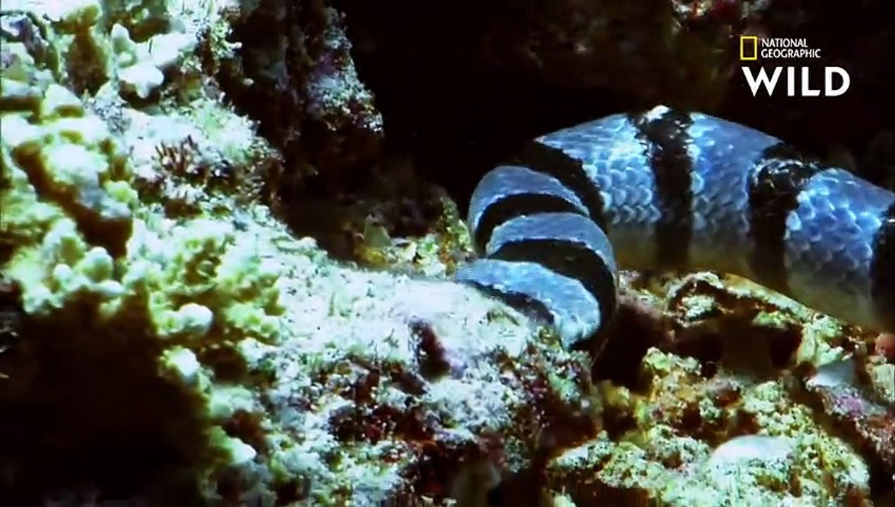 Le cobra de mer, l'un des serpents les plus dangereux du monde