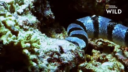 Le cobra de mer, l'un des serpents les plus dangereux du monde