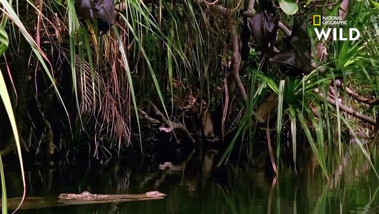 Le crocodile marin d'Australie chasse dans les eaux côtières